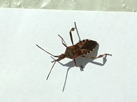 Punaise americaine du pin - Leptoglossus occidentalis (ph. Mrugala F.)(4)